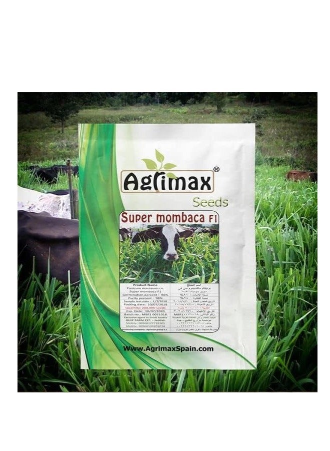 أجريماكس سوبر مومباكا 200 كيلو F1 هجين عالي الجودة 300 جرام مناسب لمناخ الإمارات العربية المتحدة من Agrimaxgroup® - Image 1