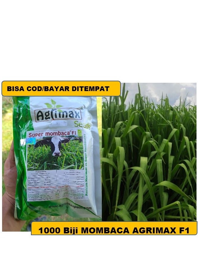 أجريماكس سوبر مومباكا 200 كيلو F1 هجين عالي الجودة 300 جرام مناسب لمناخ الإمارات العربية المتحدة من Agrimaxgroup® - Image 4