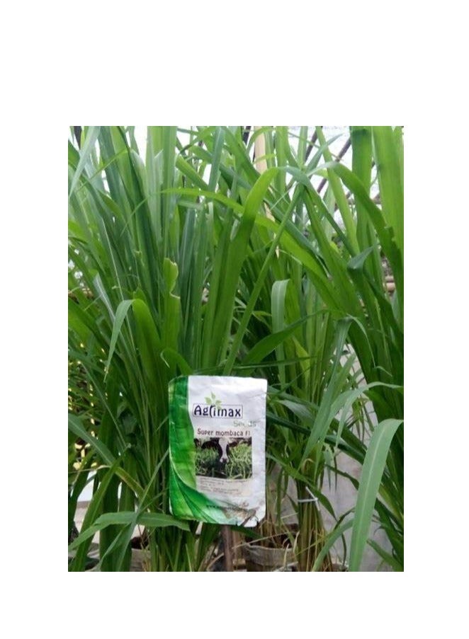أجريماكس سوبر مومباكا 200 كيلو F1 هجين عالي الجودة 300 جرام مناسب لمناخ الإمارات العربية المتحدة من Agrimaxgroup® - Image 5
