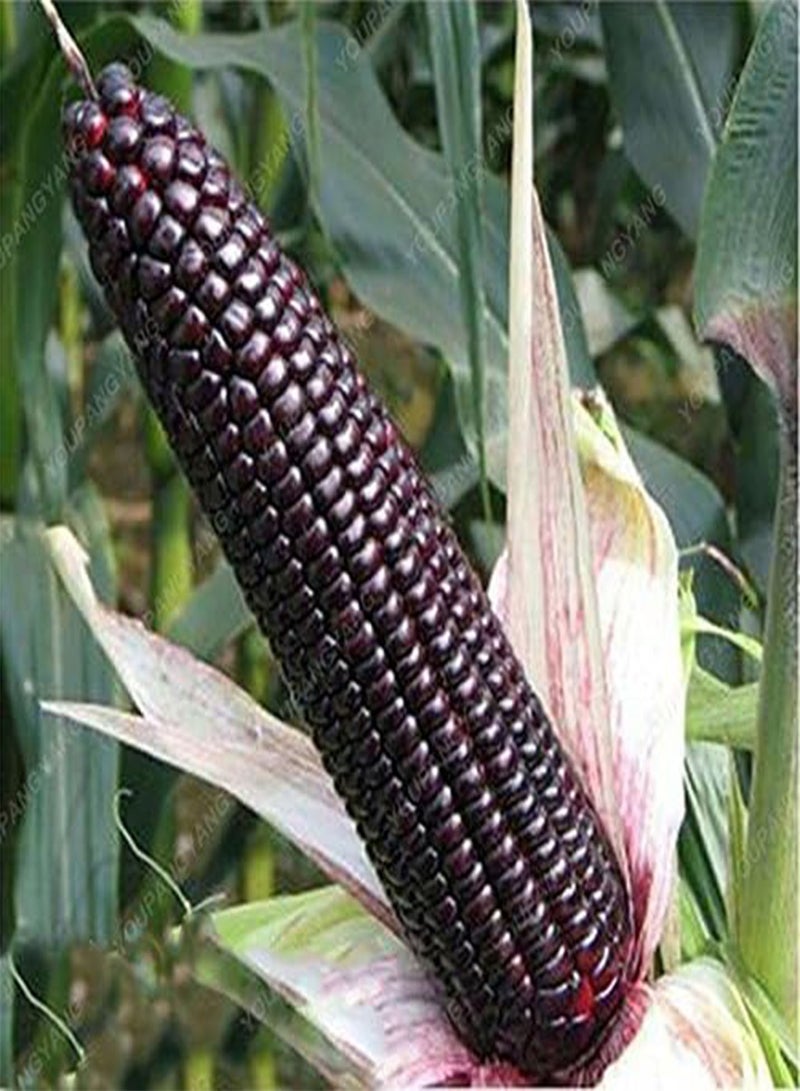 GGOOT 20 Seeds/Black Pack CER cerosa Corn of Sticker Black Black Black of The Seeds of Organic Corn Seeds Plant Bonsai Black Vegetable - Image 2