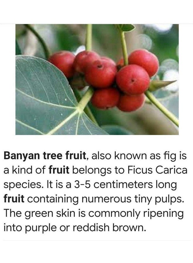 PMW بودرة فاكهة بانيان - ماري بالو - تين هندي - بارغاد - آل - 1 كيلو - Image 2