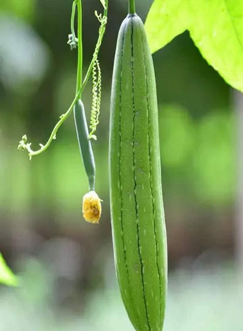 جي جوت 40 قطعة من بذور اللوف، نبات متسلق سنوي، غير معدل وراثيًا، خضراوات خضراء موروثة، سهلة الزراعة، مناسبة للمبتدئين، مزروعة ومنتجة - Image 2