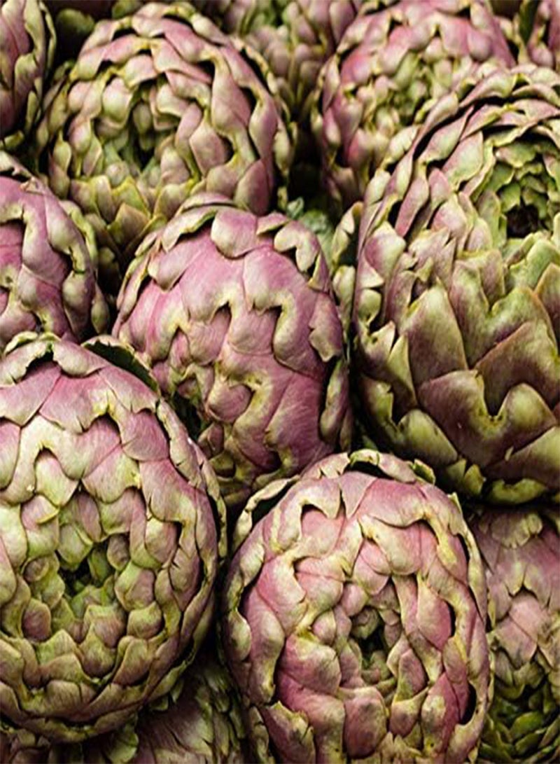 جي جوت بذور الخرشوف من إيجرو، عبوة من 20 قطعة، نباتات بونساي كروية لحديقة المنزل - Image 2