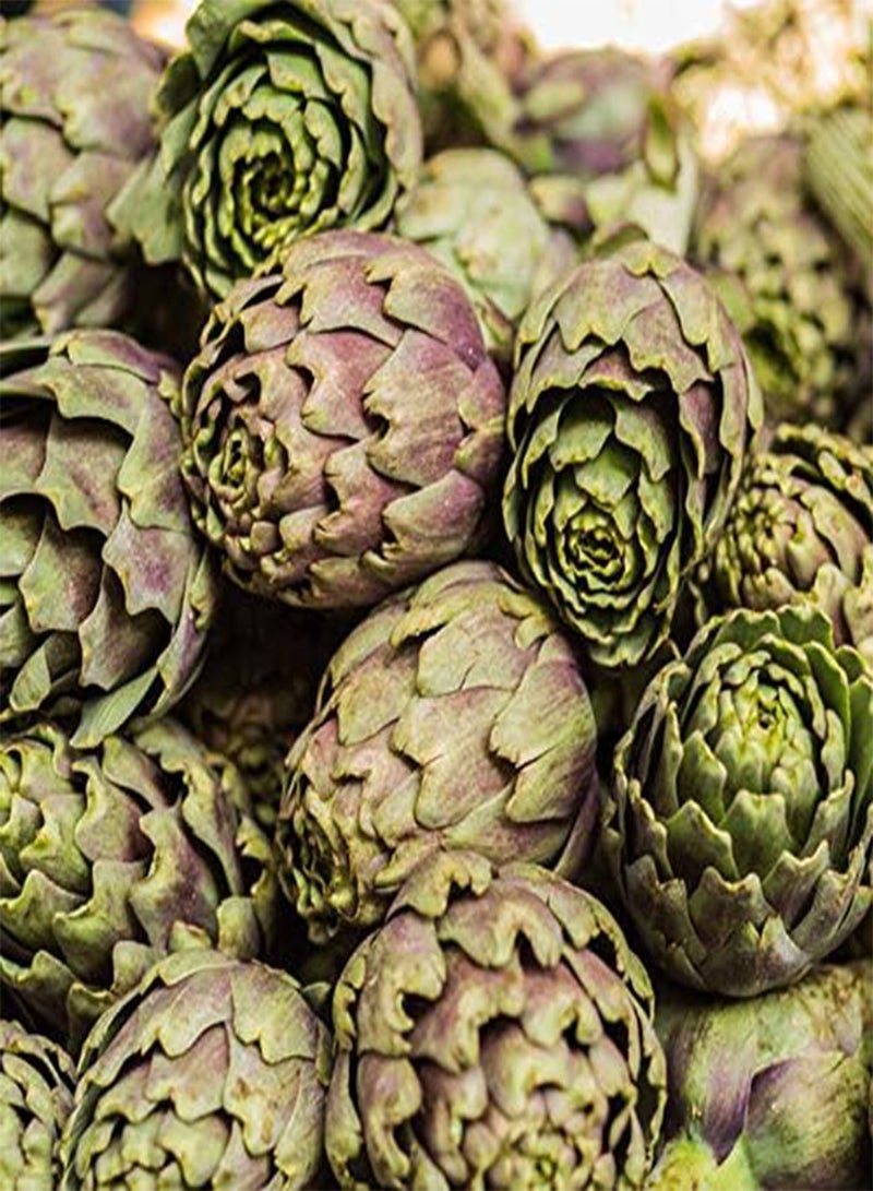 جي جوت بذور الخرشوف من إيجرو، عبوة من 20 قطعة، نباتات بونساي كروية لحديقة المنزل - Image 3