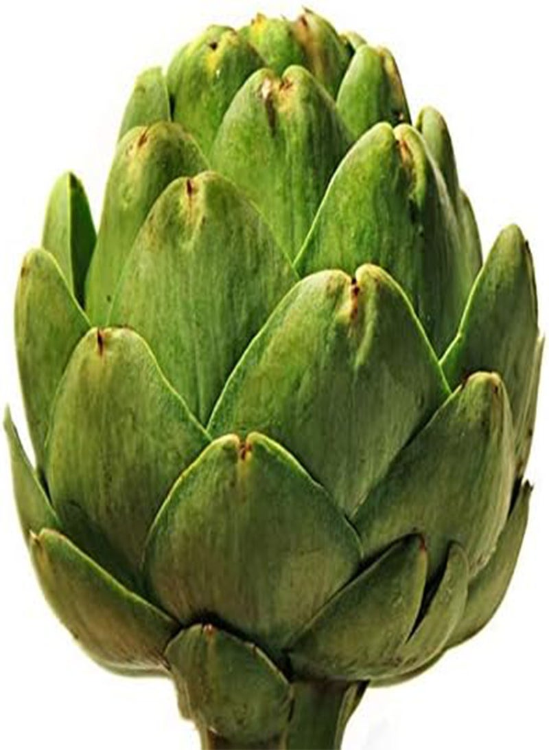 جي جوت بذور الخرشوف من إيجرو، عبوة من 20 قطعة، نباتات بونساي كروية لحديقة المنزل - Image 5