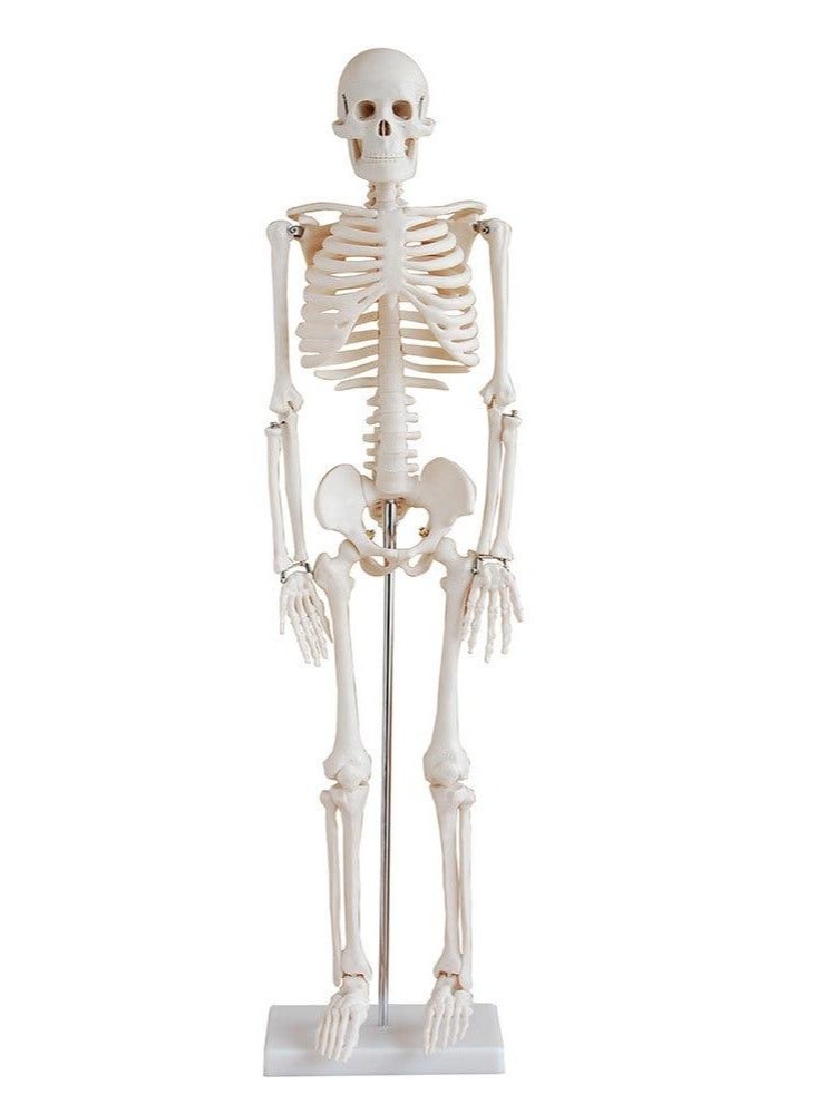 AKM Educational Model MEDIUM SKELETON  85 CM TALL  for Teaching  Medical Practice - Image 2