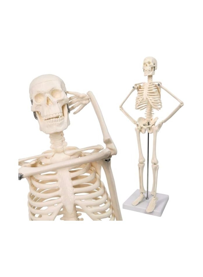 AKM Educational Model MEDIUM SKELETON  85 CM TALL  for Teaching  Medical Practice - Image 1