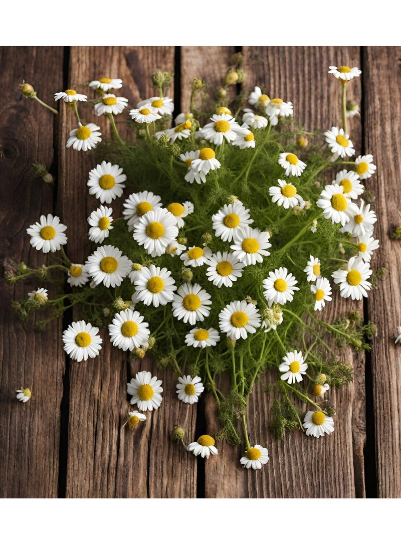 جرو بذور كاموميل - Image 1