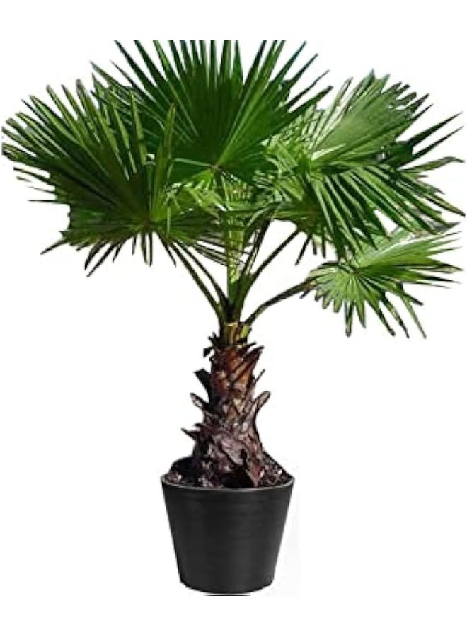 Dubai Garden Centre Washingtonia Robusta Plant