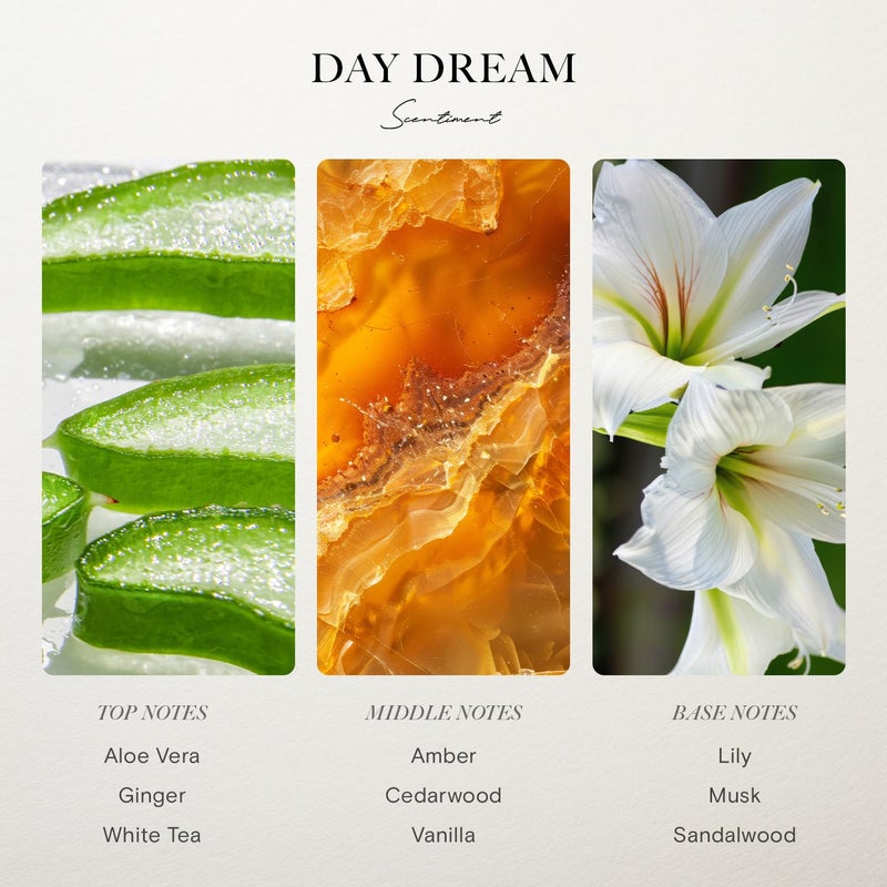 Scentiment Hotel Diffuser Oil | Aromatherapy Fragrances Inspired by 5-Star Hotels | Luxurious Scents with Notes of Cardamom, Tuscan Leather, and Sandalwood (20ml, Top 3 Scents) - Image 5