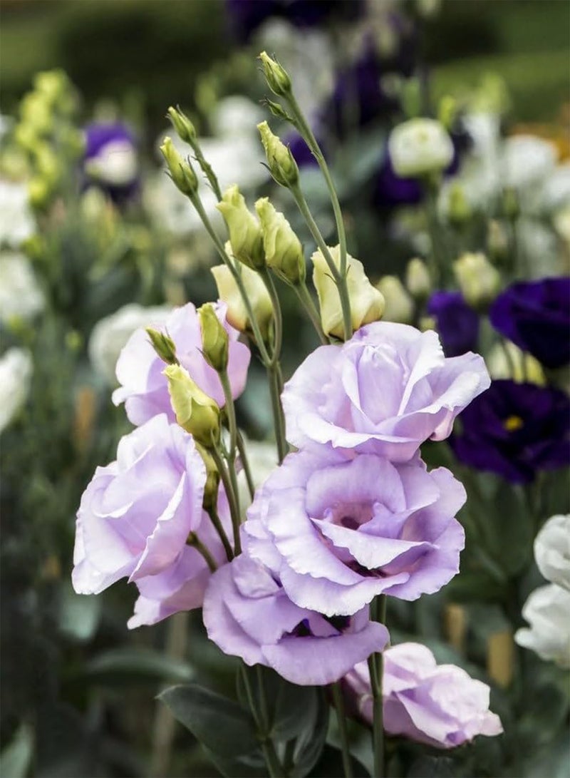 15 Seeds Lovely Lavender Lisianthus