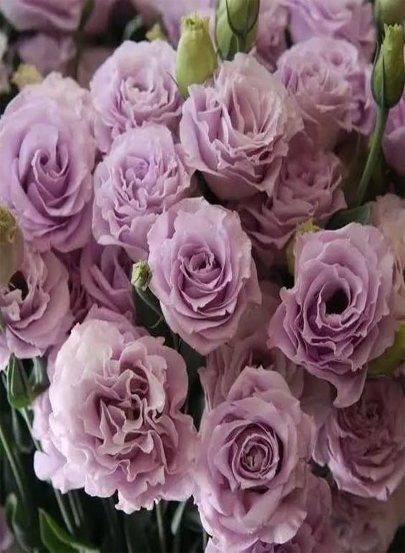 15 Seeds Lovely Lavender Lisianthus