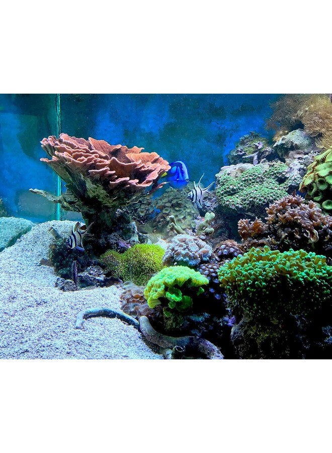 سي تشيم Seachem عبوة مكونة من قطعتين من Cuprisorb، 2.1 أونصة لكل منهما، معالجة مياه أحواض السمك لإزالة النحاس والمعادن الثقيلة - Image 3