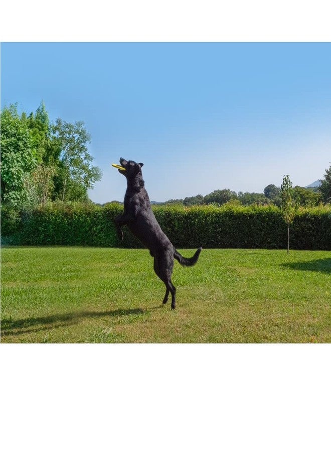 Decathlon Frisbee Flying Unbreakable disc for Dogs Played Indoor/Outdoor, Beaches,Playground (Dogs' Disk - Yellow) - Image 4