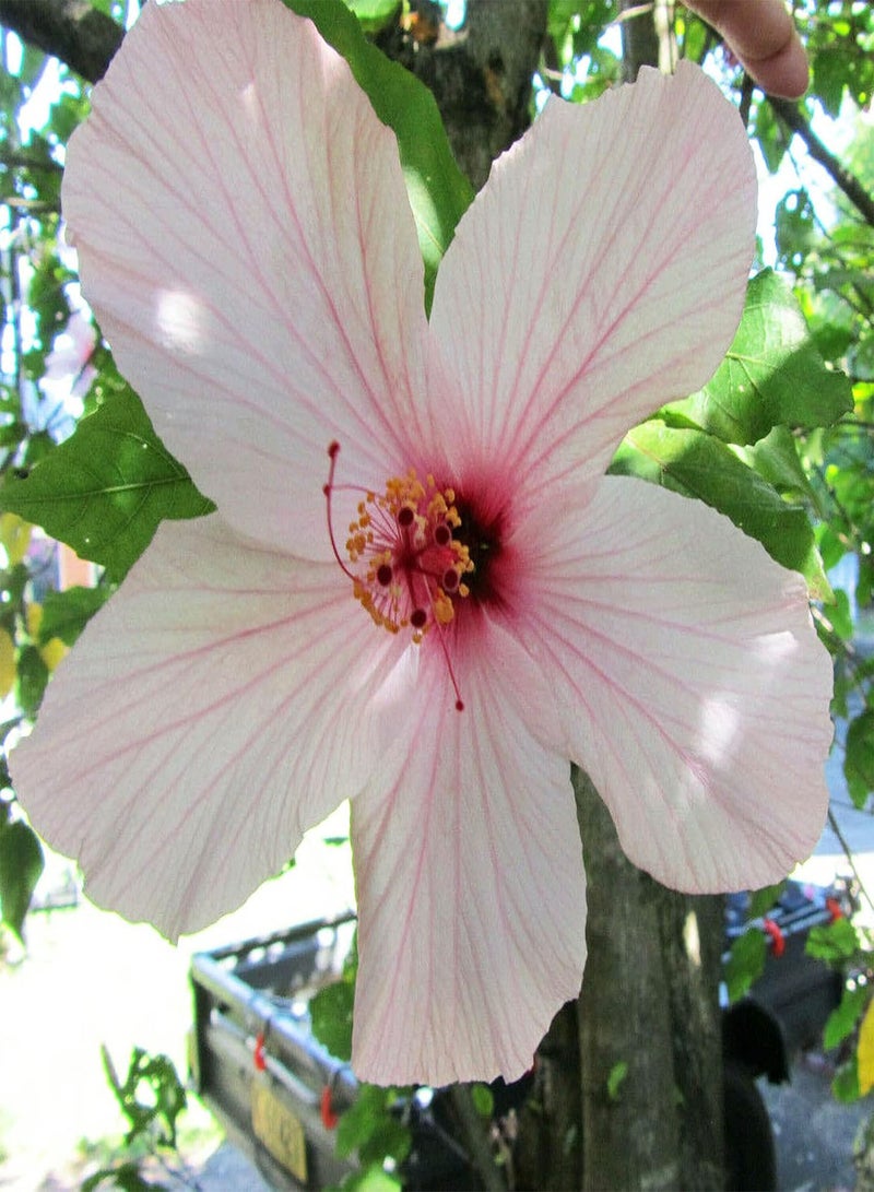 GGOOT 50Pcs/Bag Hibiscus Seeds Easy to Plant Non-GMO Fresh Ornamental Floral Bonsai Seedlings for Garden Pink Flower Seeds Decorative - Image 2
