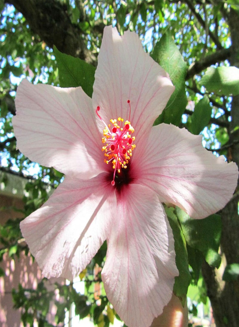 GGOOT 50Pcs/Bag Hibiscus Seeds Easy to Plant Non-GMO Fresh Ornamental Floral Bonsai Seedlings for Garden Pink Flower Seeds Decorative - Image 4