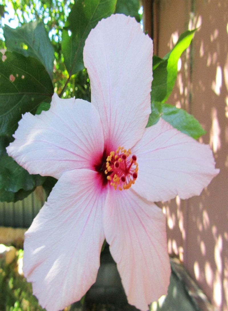 GGOOT 50Pcs/Bag Hibiscus Seeds Easy to Plant Non-GMO Fresh Ornamental Floral Bonsai Seedlings for Garden Pink Flower Seeds Decorative - Image 1