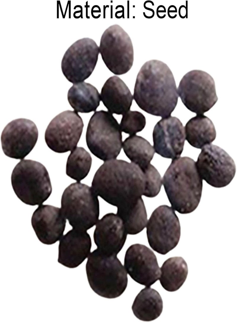 GGOOT 50Pcs/Bag Hibiscus Seeds Easy to Plant Non-GMO Fresh Ornamental Floral Bonsai Seedlings for Garden Pink Flower Seeds Decorative - Image 3