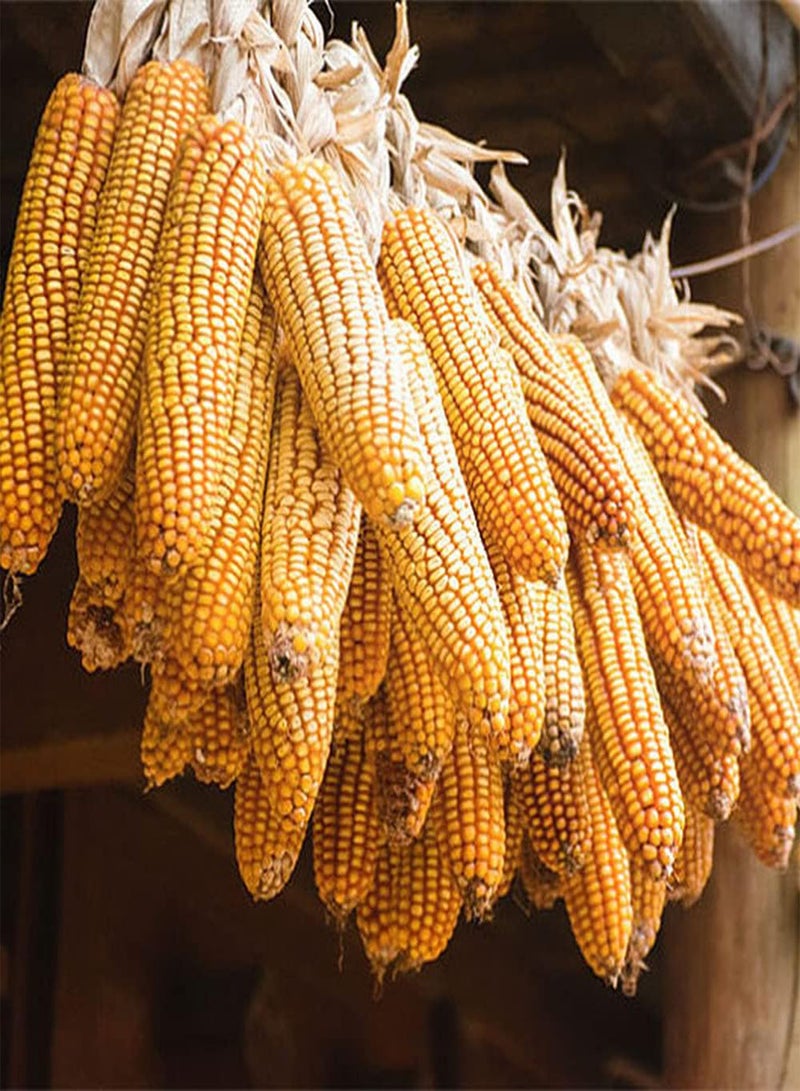 جي جوت 30 قطعة من بذور الذرة، خضراوات صفراء ذهبية اللون، مناسبة للمزارع الحقلية، أصناف مبتدئة سهلة الزراعة، لا تحتاج إلى الكثير من العناية - Image 1