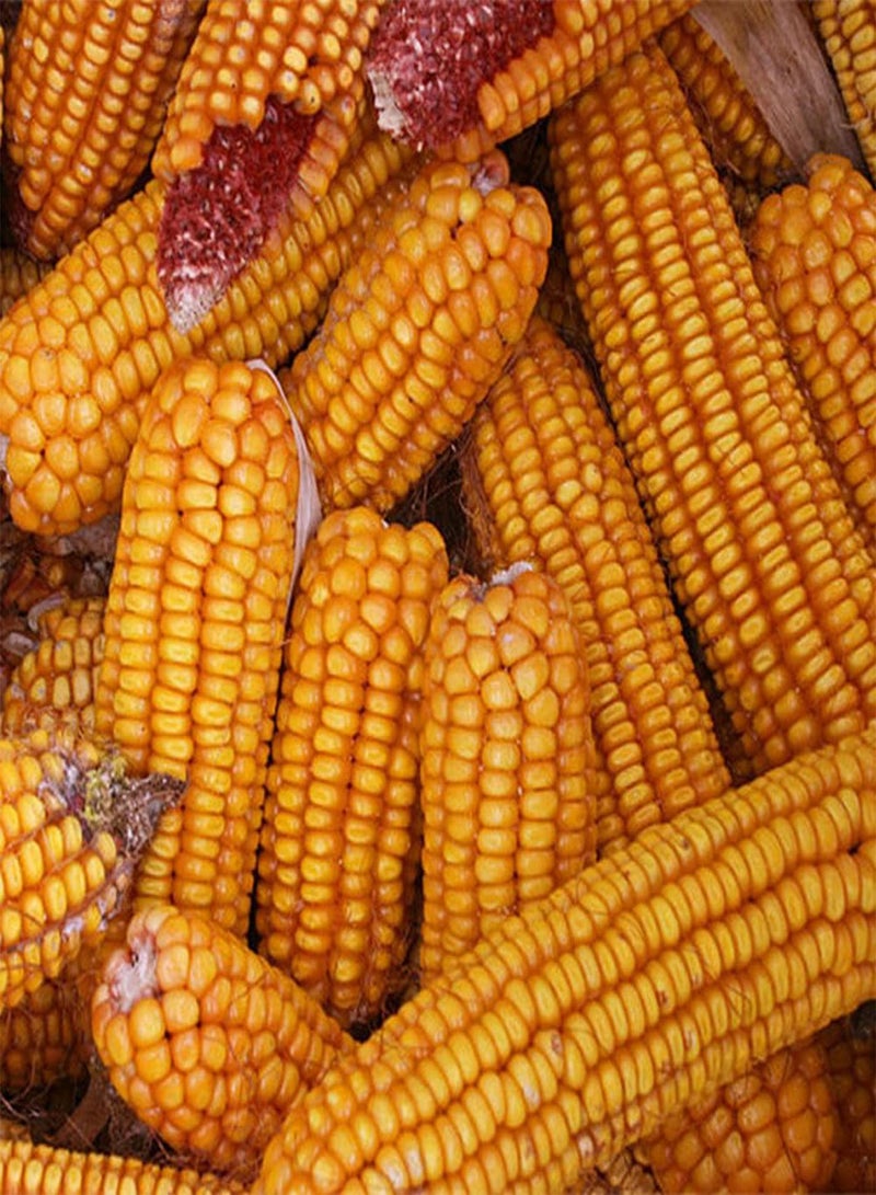 جي جوت 30 قطعة من بذور الذرة، خضراوات صفراء ذهبية اللون، مناسبة للمزارع الحقلية، أصناف مبتدئة سهلة الزراعة، لا تحتاج إلى الكثير من العناية - Image 2