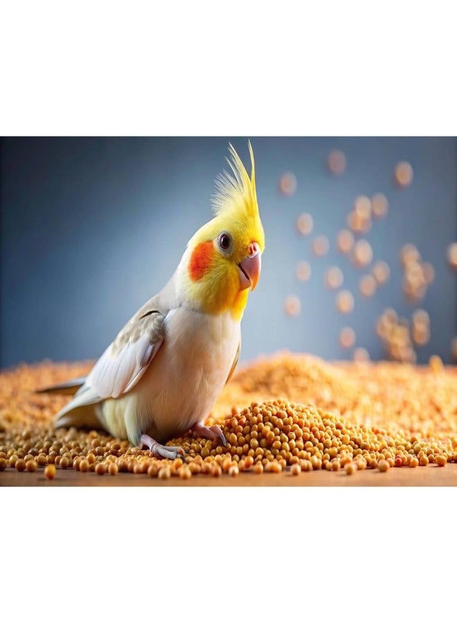 Scroll Store Foxtail Millet | kangni Seeds for Birds | Budgies, Lovebirds, Cockatiels, Canary, Finches, Waxbills, Parrots of All Life Stages (5 Kg, Foxtail Millet) - Image 4