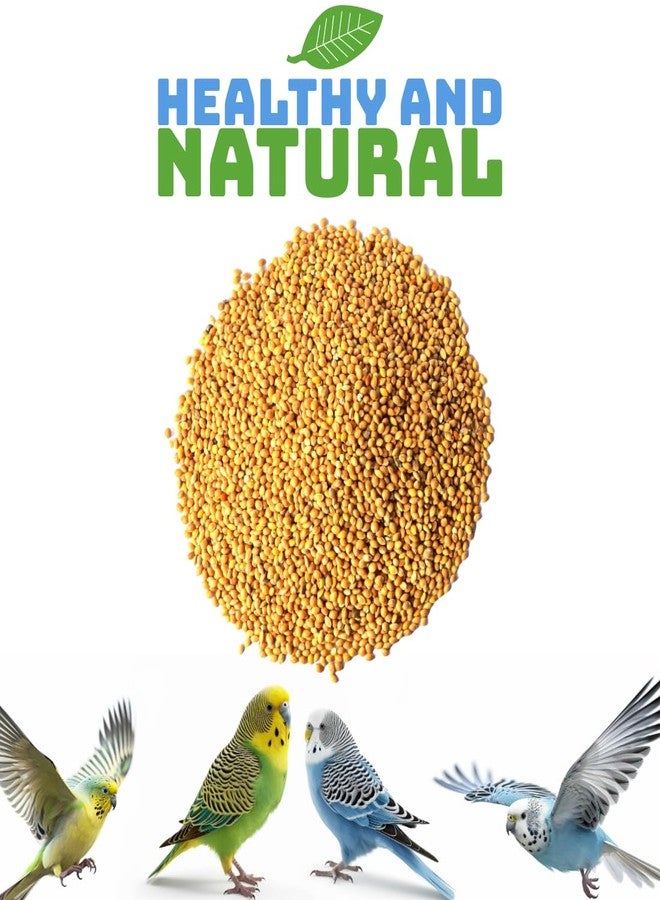 Scroll Store Foxtail Millet | kangni Seeds for Birds | Budgies, Lovebirds, Cockatiels, Canary, Finches, Waxbills, Parrots of All Life Stages (5 Kg, Foxtail Millet) - Image 2