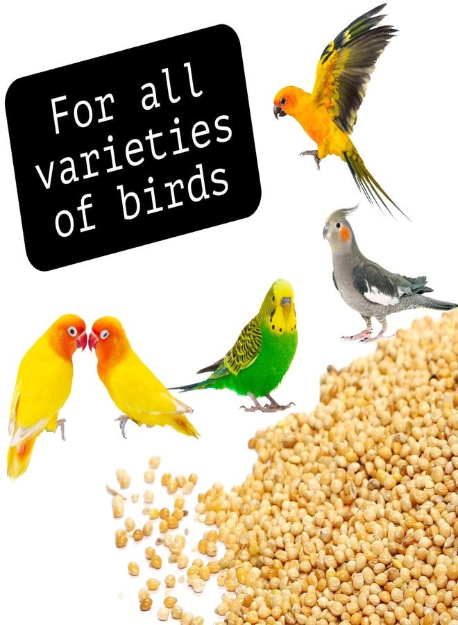 Scroll Store Foxtail Millet | kangni Seeds for Birds | Budgies, Lovebirds, Cockatiels, Canary, Finches, Waxbills, Parrots of All Life Stages (5 Kg, Foxtail Millet) - Image 3