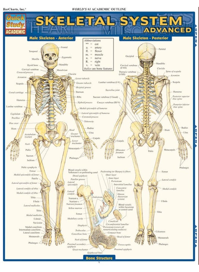 Skeletal System: Advanced - Image 3