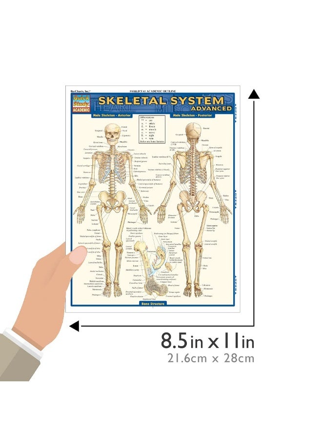 Skeletal System: Advanced - Image 4