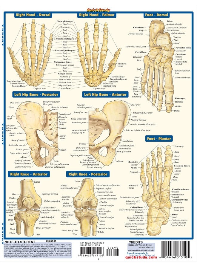Skeletal System: Advanced - Image 2