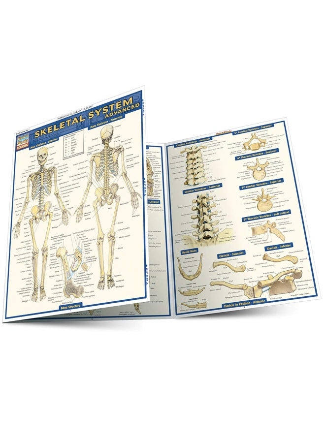Skeletal System: Advanced - Image 1