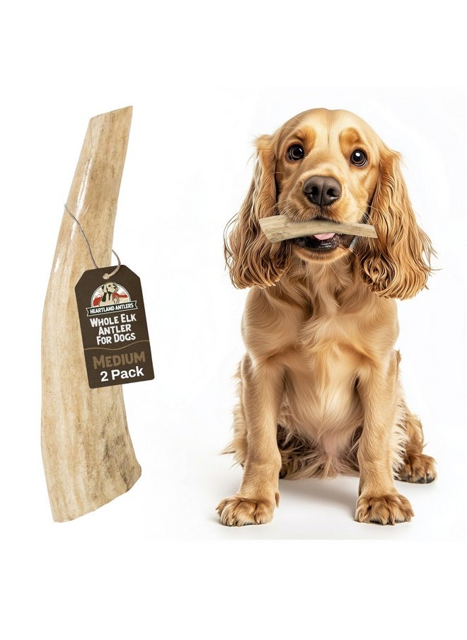 Heartland Antlers Heartland Elk Antlers for Dogs - Grade A, Naturally Shed Antlers | Dog Bones for Aggressive Chewers & Teething Puppies | All Breeds Chew Toy USA Made & Veteran Owned (Whole Elk: 5-6", Medium, 2-Pack)  - Image 1