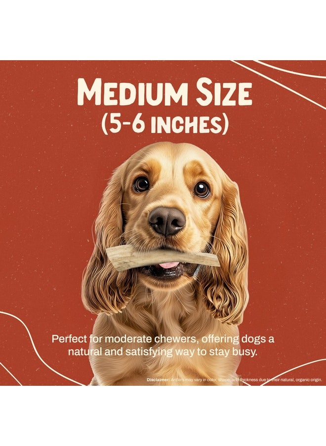 Heartland Antlers Heartland Elk Antlers for Dogs - Grade A, Naturally Shed Antlers | Dog Bones for Aggressive Chewers & Teething Puppies | All Breeds Chew Toy USA Made & Veteran Owned (Whole Elk: 5-6", Medium, 2-Pack)  - Image 3