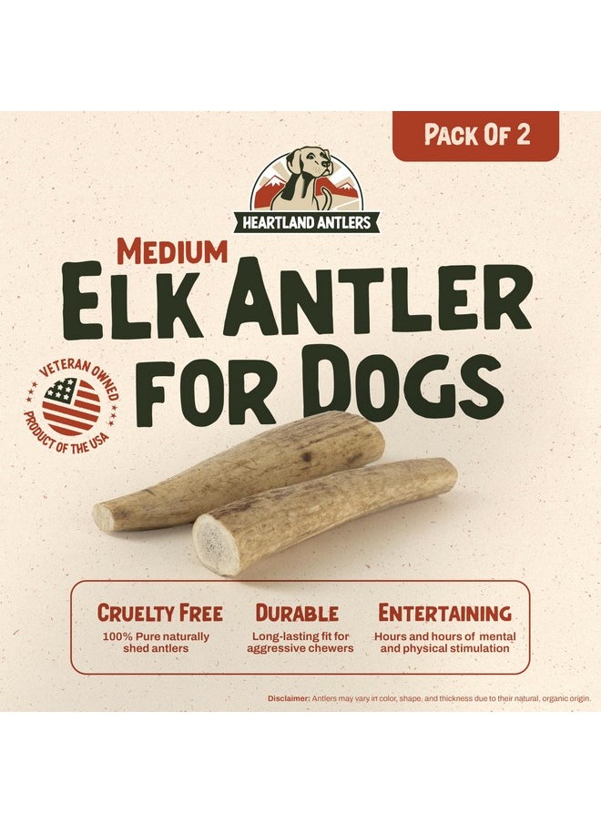 Heartland Antlers Heartland Elk Antlers for Dogs - Grade A, Naturally Shed Antlers | Dog Bones for Aggressive Chewers & Teething Puppies | All Breeds Chew Toy USA Made & Veteran Owned (Whole Elk: 5-6", Medium, 2-Pack)  - Image 2