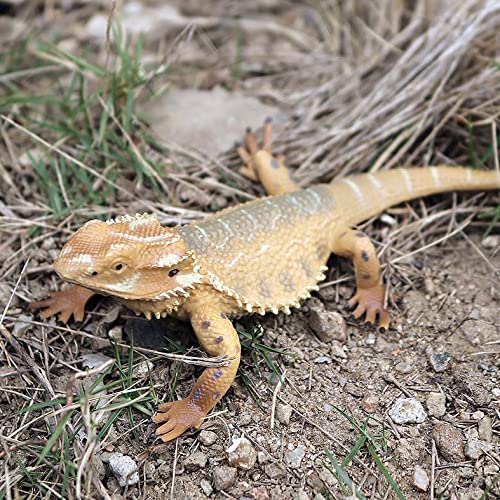 Rich Boxer 5'' Lizard Figurine Bearded Dragon Animal Figurine Plastic Lizard Reptile Model for Home Garden Decoration - Image 4