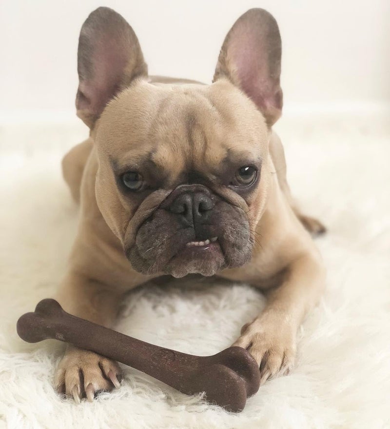 SPOT Bam-Bones Bone - Made with Strong Bamboo Fiber, Durable Long Lasting Dog Chew for Light to Moderate Chewers, Great Toy for Adult Dogs & Teething Puppies under 40lbs, 7.25in, Bacon Flavor - Image 5