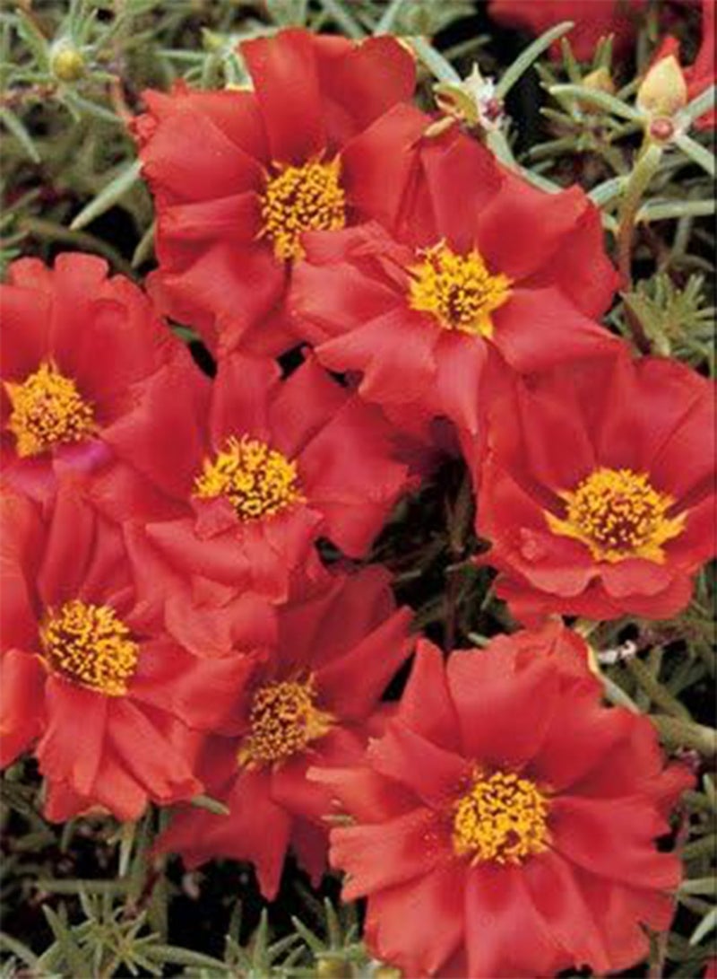 GGOOT Portulaca Sundial MSP Scarlet 100 Seeds