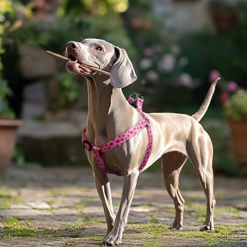 QQPETS Dog Harness Leash Set Adjustable Heavy Duty No Pull Halter Harnesses for Small Medium Large Breed Dogs Back Clip Anti-Twist Perfect for Walking - Image 2