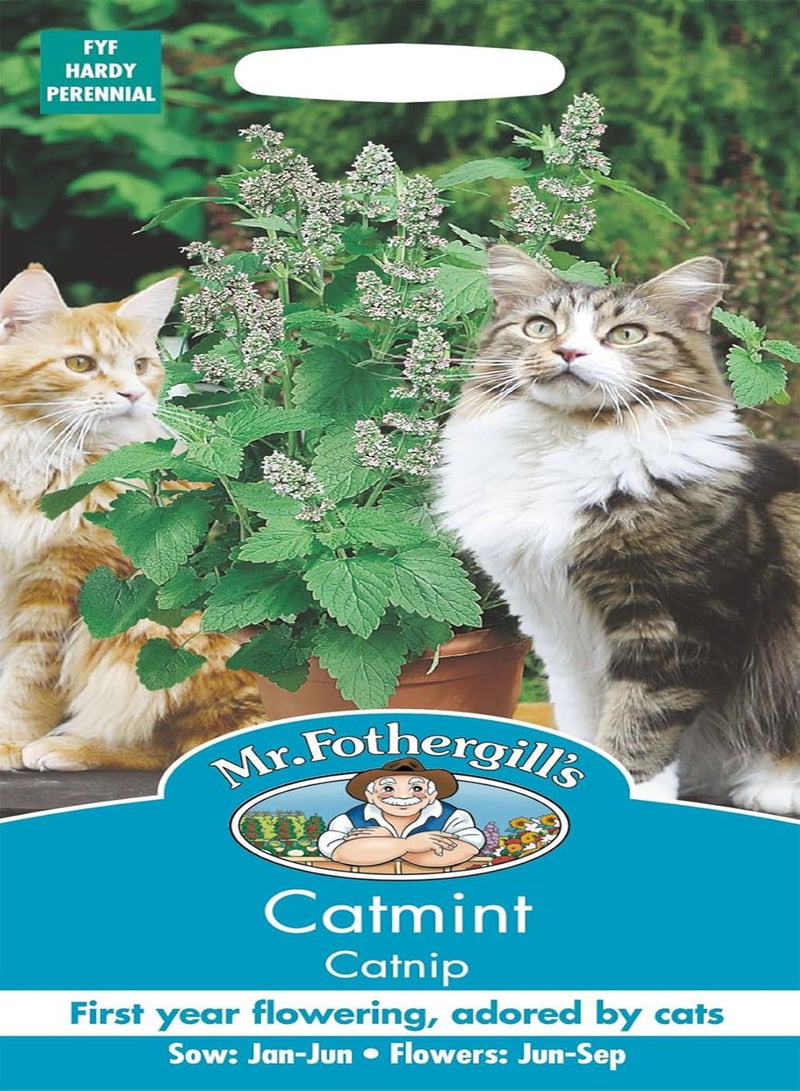 GGOOT - Pictorial Packet - Herb - Nepata Catmint Catnip - 250 Seeds - Image 1