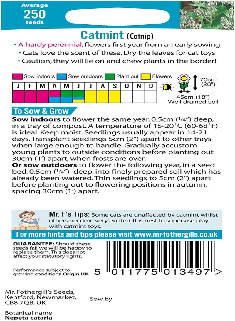 GGOOT - Pictorial Packet - Herb - Nepata Catmint Catnip - 250 Seeds - Image 2