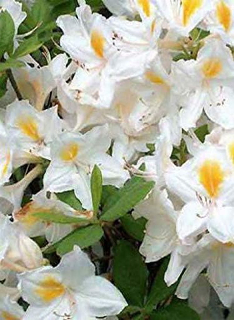 بذور طازجة 10 قطع من بذور زهرة الأزالية للزراعة مزيج أبيض