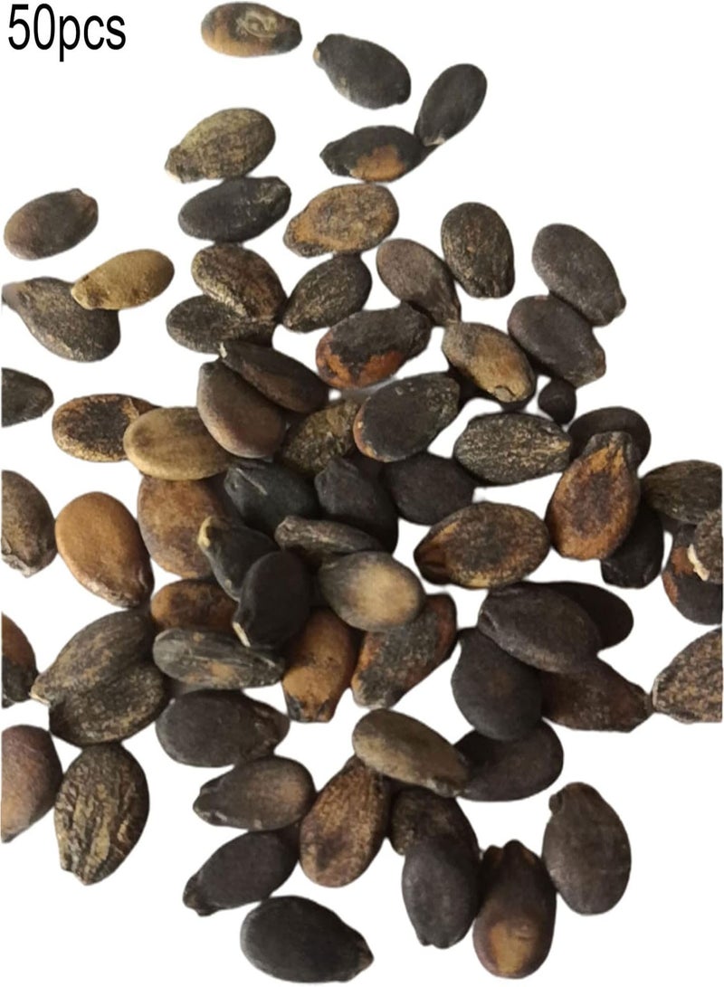 جي جوت بذور فاكهة طازجة مع 50 قطعة من بذور البطيخ العملاقة ذات المذاق الحلو، نباتات بونساي ديكور الحديقة لزراعة فناء الحديقة والمناظر الطبيعية المنزلية - Image 2