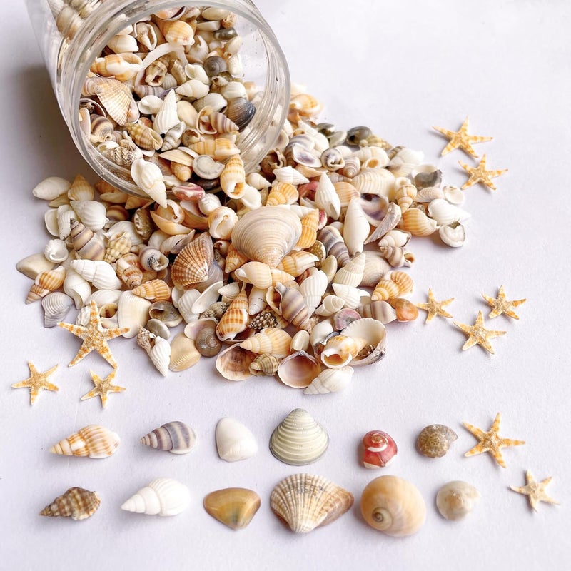 Wanwanzi 1200 PCS Tiny Sea Shells &10 Small Starfish - Mixed Ocean Beach Spiral Seashells for Fish Tank and Vase Filler, Beach Theme Party, Wedding Decor - DIY Craft Supplies - Image 1