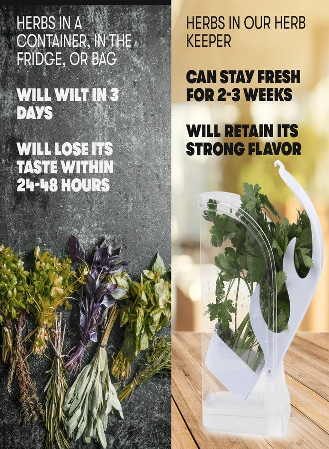 Il Pregio Fresh Herb Keeper - Long - Lasting Plastic Herb & Green Preserver (Cilantro, Mint, Parsley, Asparagus & More) - Image 4