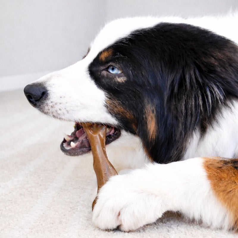 Nylabone Strong Chew Femur Bone Dog Toy Made with Real Bison & Venison, Durable Chew Toys for Aggressive Chewers, Long Lasting Dog Bone, Keeps Dogs Busy, Large Breeds - Up to 50 lbs - Image 5