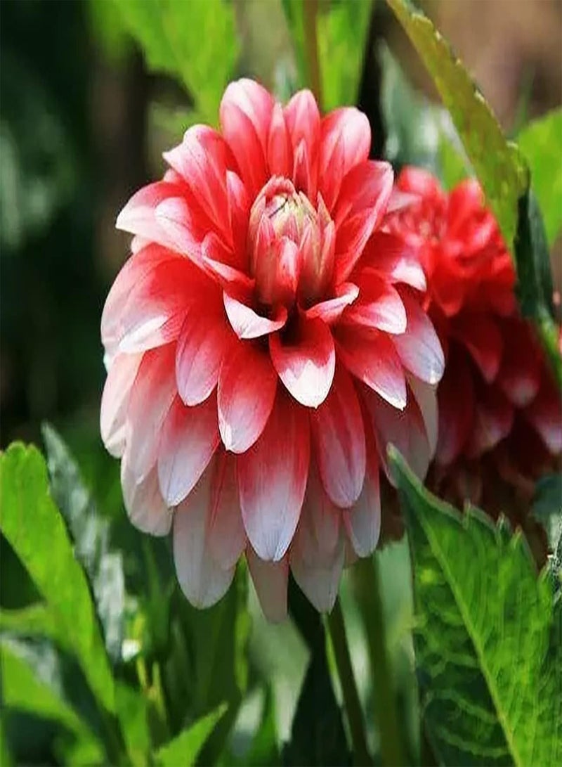 جي جوت 100 قطعة من بذور الداليا متعددة الألوان، زهرة زينة معمرة، زينة فناء، عتبة نافذة، حديقة، صيانة منخفضة، إدارة سهلة في الهواء الطلق - Image 2