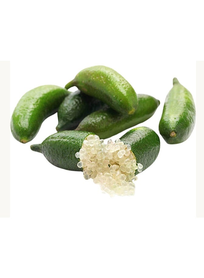1 Pack Finger Lime  Seeds Mixed Color For Home Garden Planting - Image 1