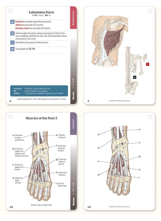 Trail Guide to the Body Flashcards, Vol 2: Muscles of the Body
