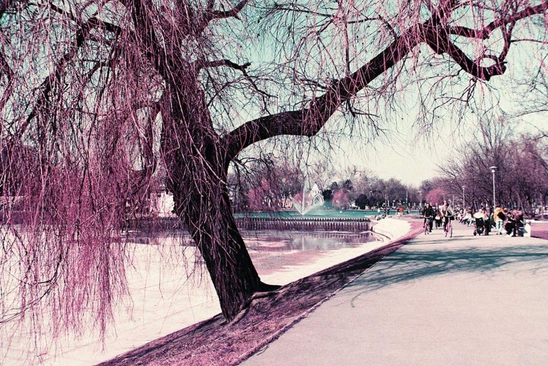 Lomography Lomochrome Purple 35 mm ISO 100-400 - Image 1