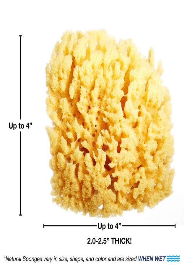 HartFelt Yellow Sea Sponge Beauty Box for Gentle Exfoliation | 2 Bath Sponges for Shower Women & Men 4 in | Body Sponge with Mesh Bag for Cleaning & Drying | Reusable Natural Sponge - Gift Box - Image 3